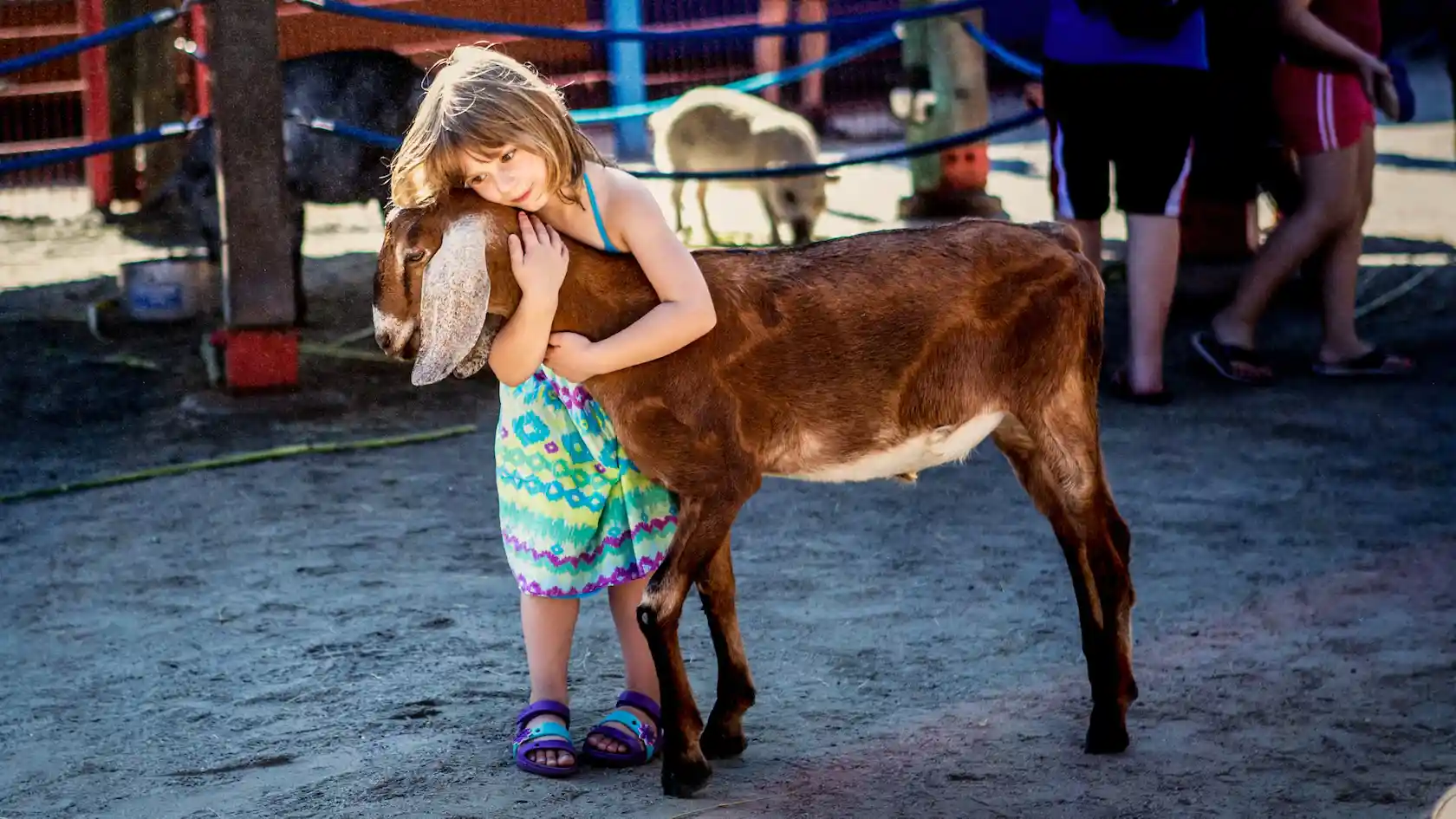 Young girl hugging a goat