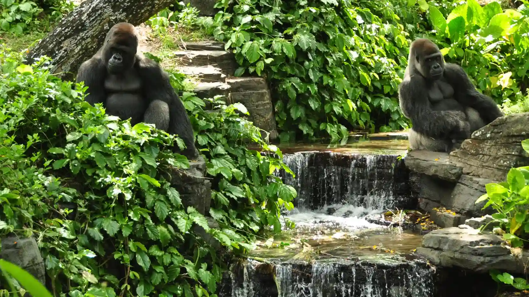 2 gorillas hanging out near the water