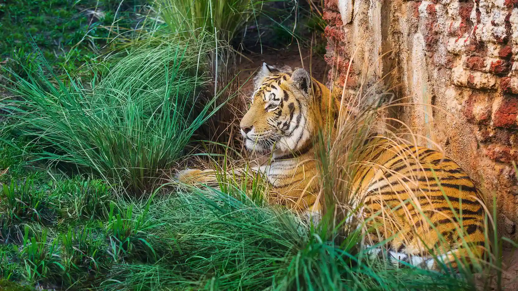 Tiger laying down