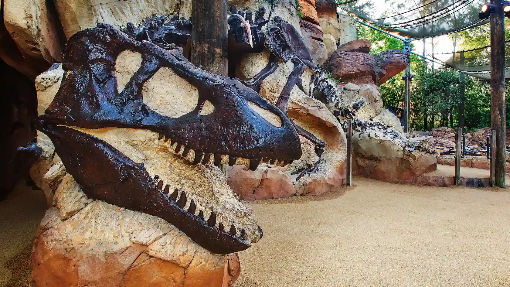 Dinosaur bones at Animal Kingdom